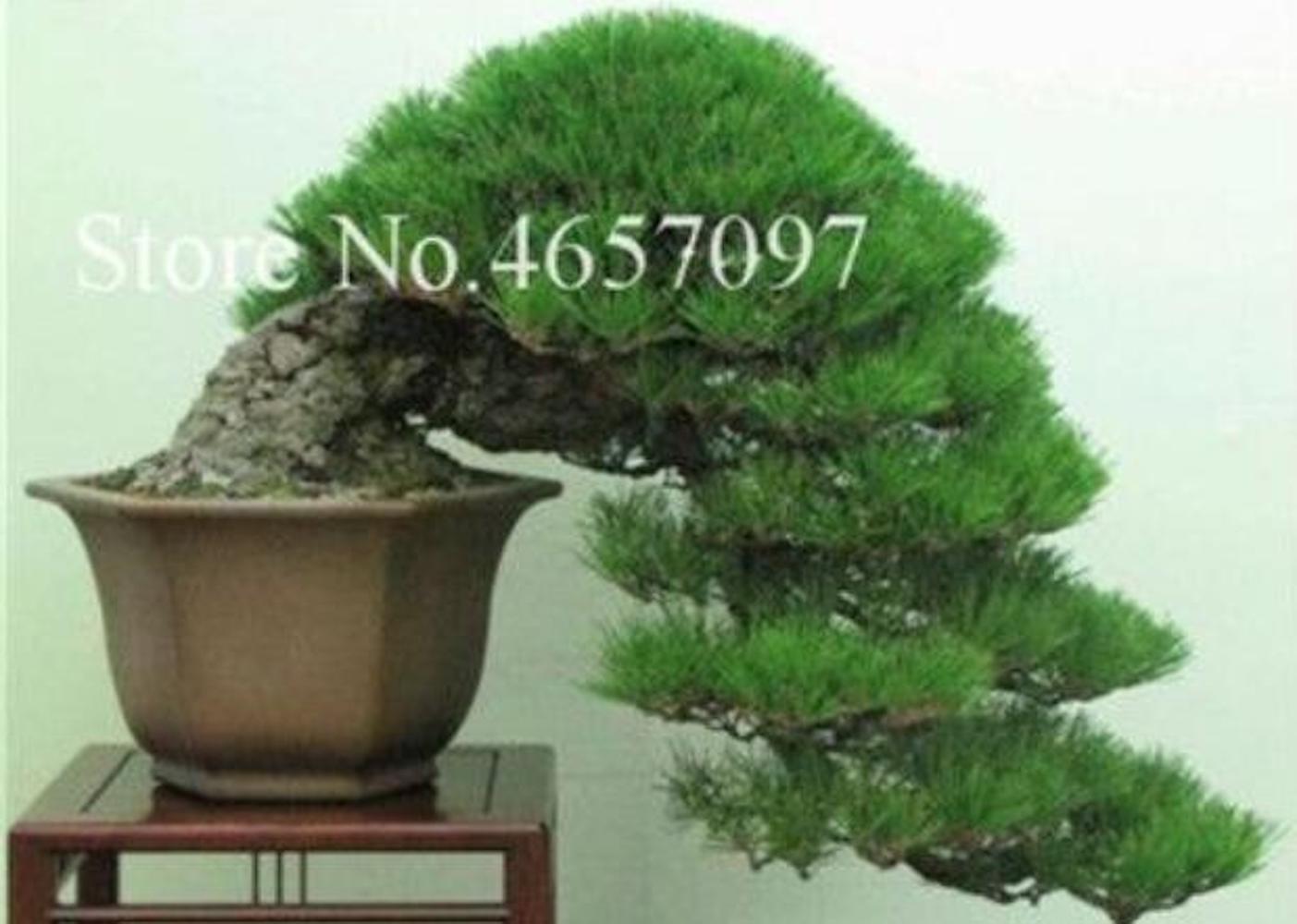 20 EXOTIC rare BONSAI PINE SEEDS for garden flower plant tree USA SELLER USPS