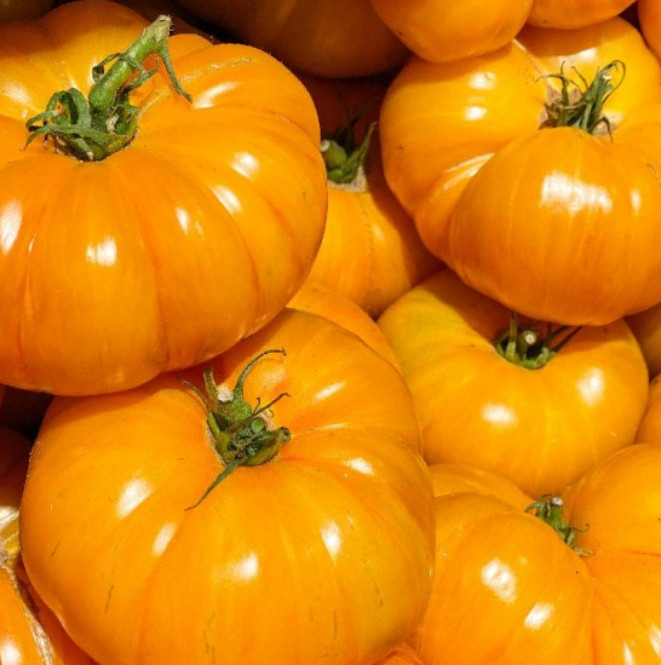 Tomato BRANDYWINE YELLOW Indeterminate Beefsteak Heirloom Non-GMO 50 Seeds