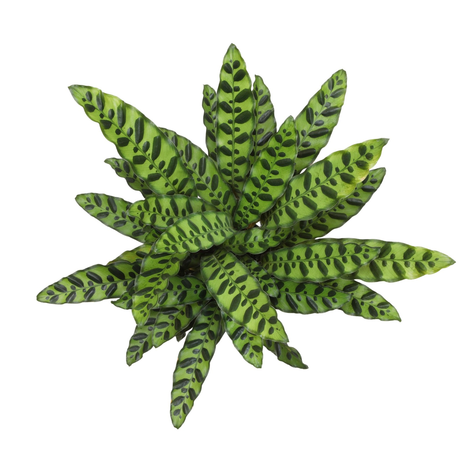 Plants For Pets Rattlesnake Plant Calathea Lancifolia Pet Friendly Prayer Decor
