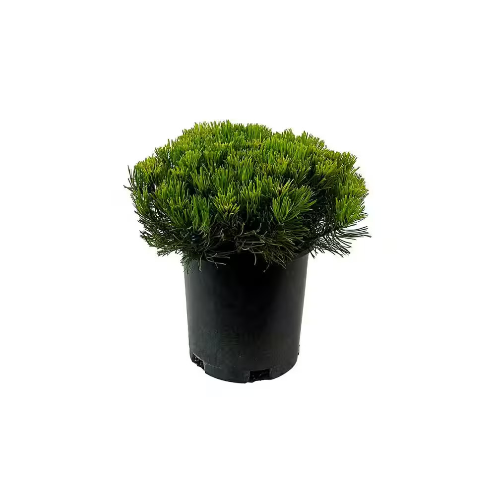 2.5 Qt. Dwarf Mugo Pine Live Shrub with Dark Green Needled Foliage