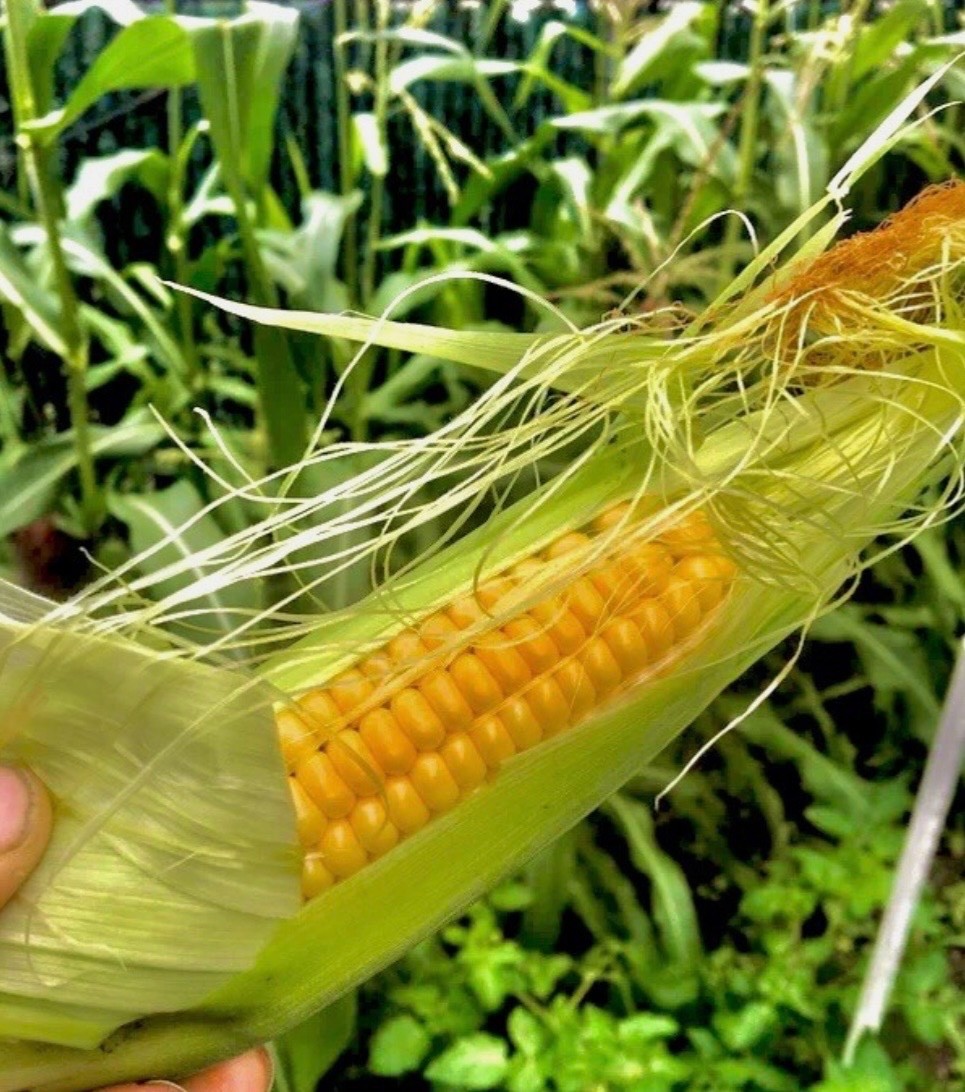 Golden Bantam Sweet Corn | Fresh Seeds | Non-GMO Heirloom, USA Seller 🇺🇸