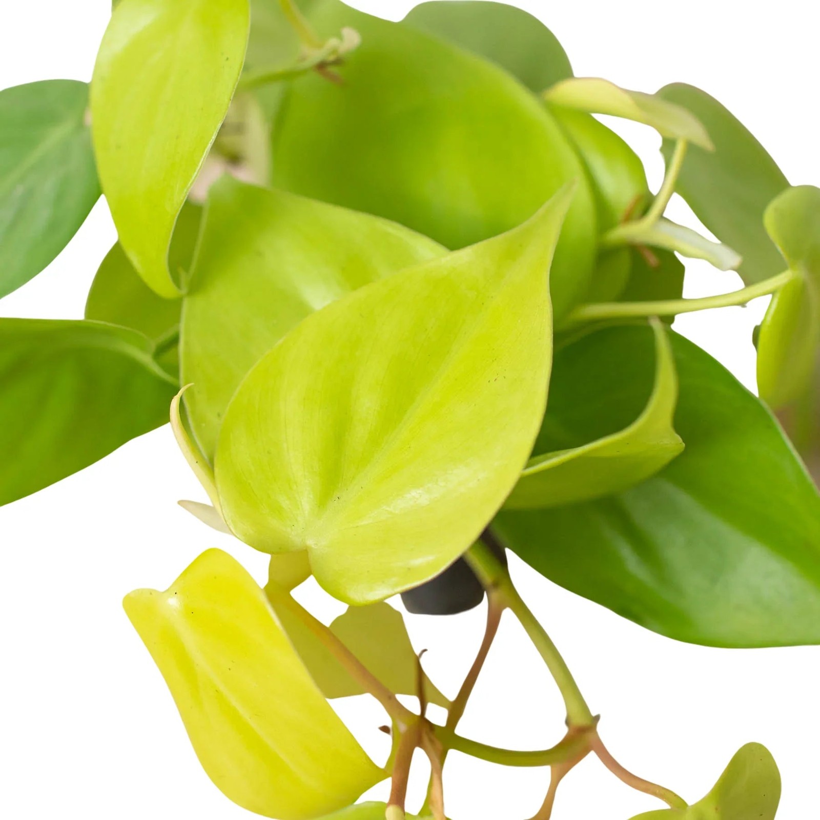 Philodendron ‘Neon’