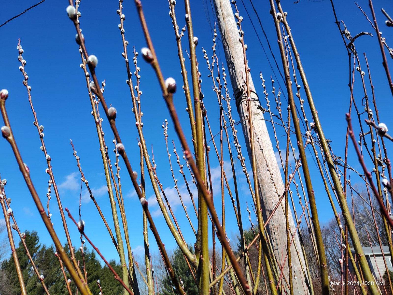 Salix discolor 25 Pussy willow Cuttings No Roots Make Your Own Plants 5 to 7 in