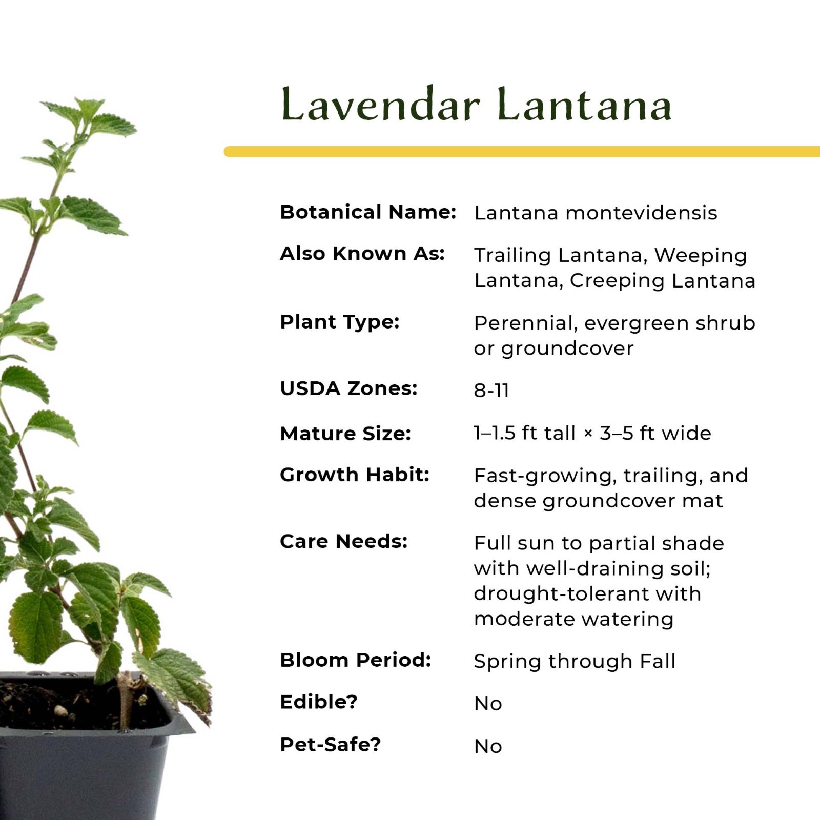 Lavender Lantana in 2.5” Nursery Cubes (Lantana montevidensis) | Trailing Plant