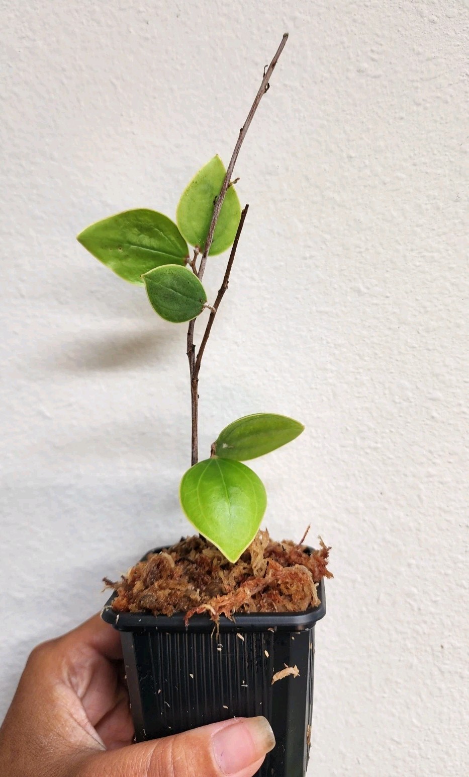 Oreanthes Hypogaeus, Lightly Rooted, Terrarium Cultured