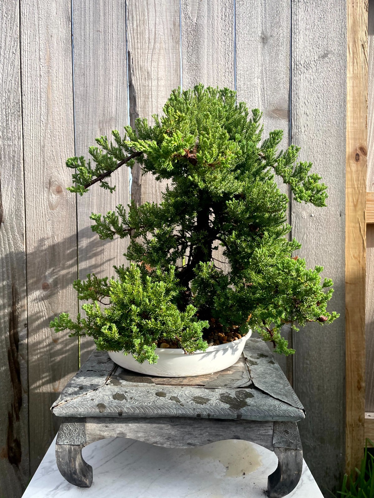 AWESOME! FATHER’S DAY GIFT – Procumbens Nana Juniper Bonsai, 16 YR, Trunk #907