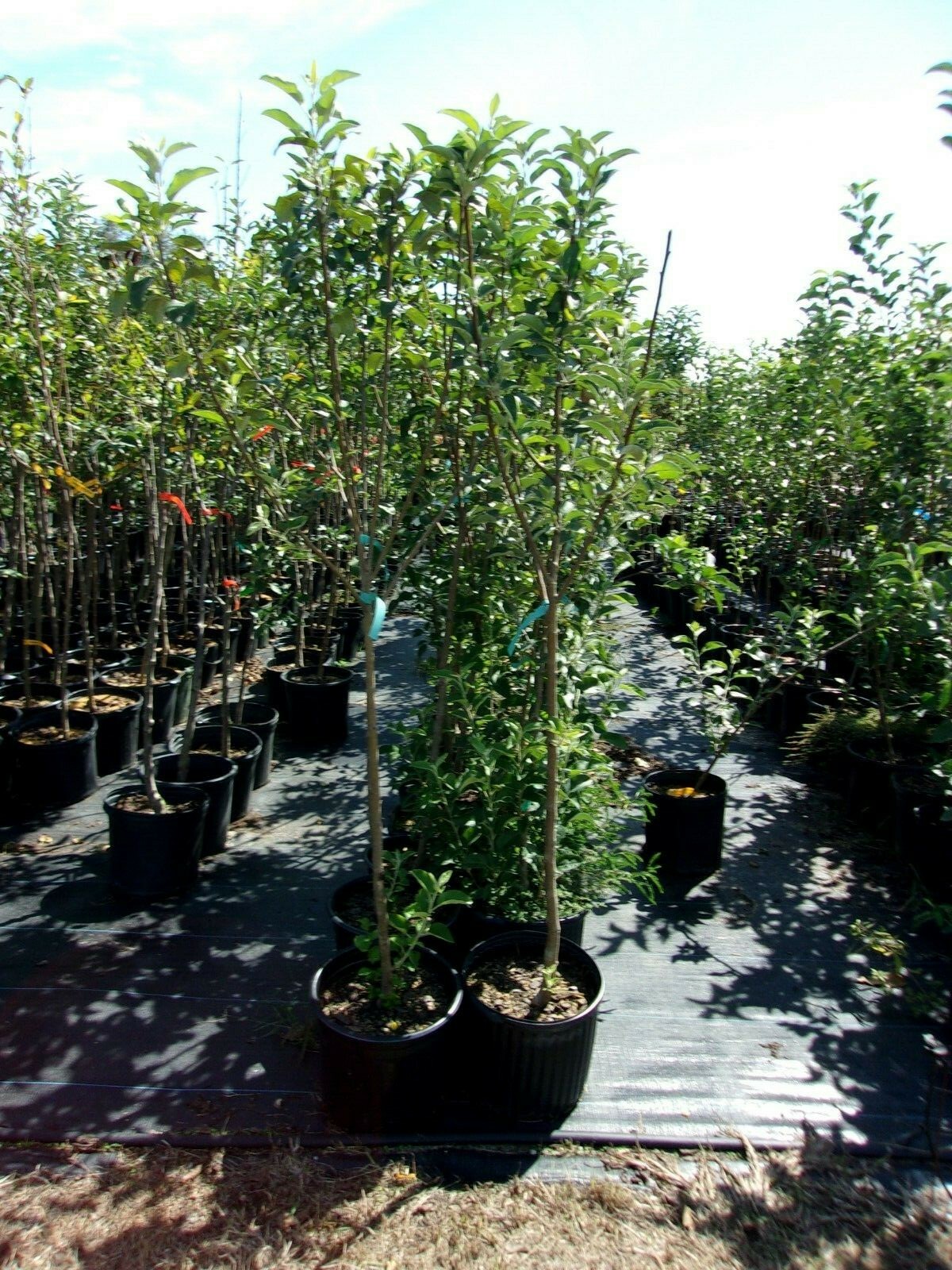 York Apple Fruit Tree 4′-6′ Ft. Live Trees Plant Sweet Juicy Apples Orchard