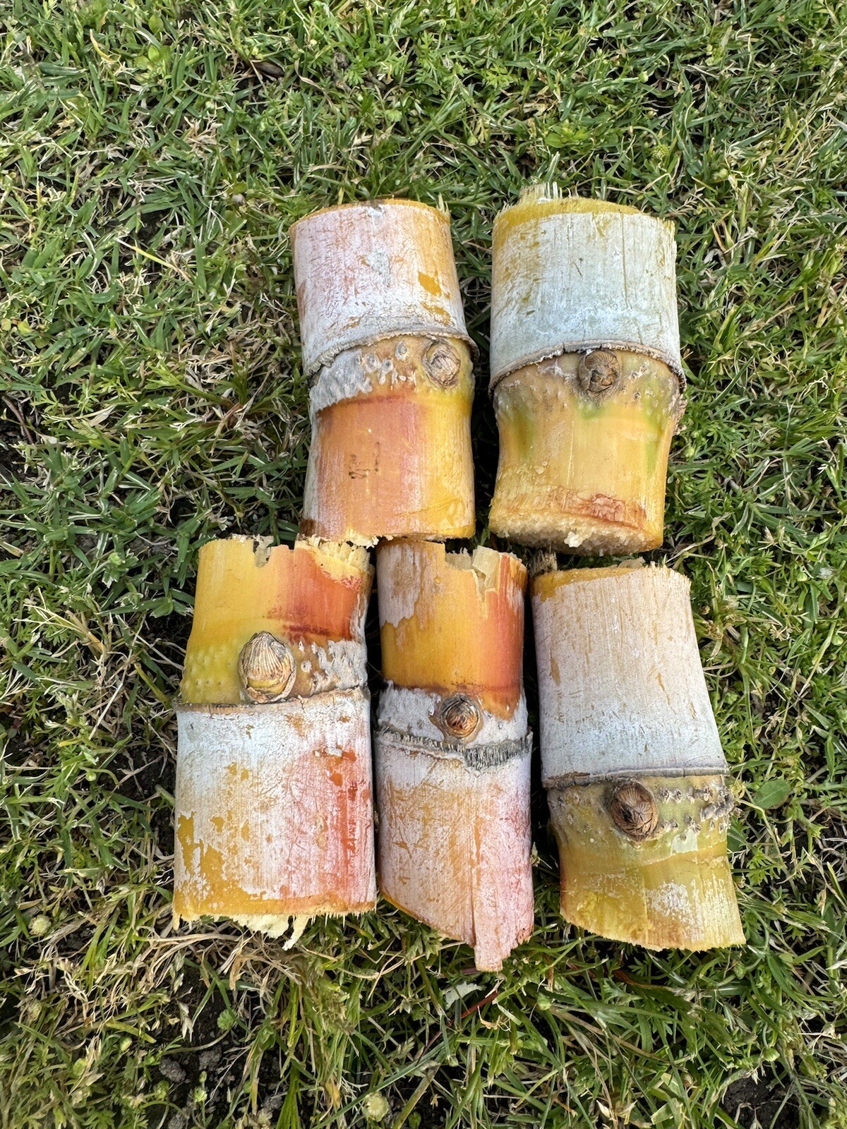5pcs GREEN YELLOW SUGARCANE Cutting Sticks-ORGANIC