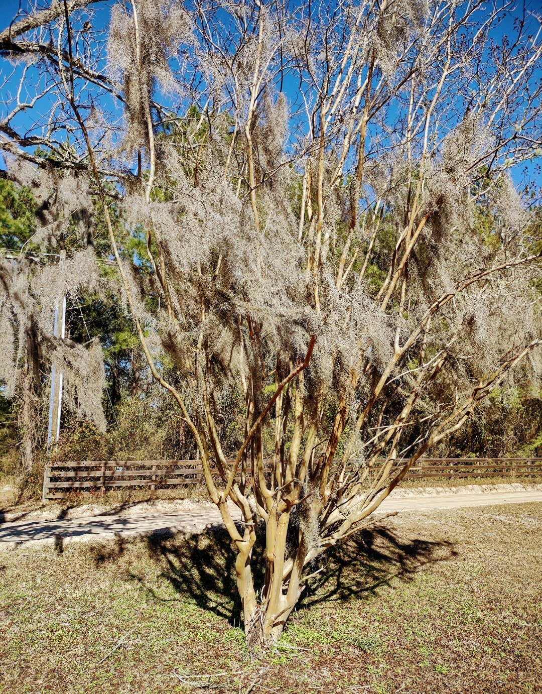 ORGANIC SPANISH OAK MOSS FROM FLORIDA/FOR CRAFTS/SEASONAL/DECORATION/FLORAL ETC