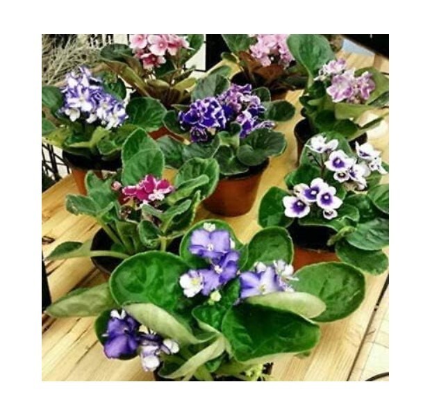 African Violet 3 Plants Assorted Colors Indoor Live Décor Easy Grow Great Gift