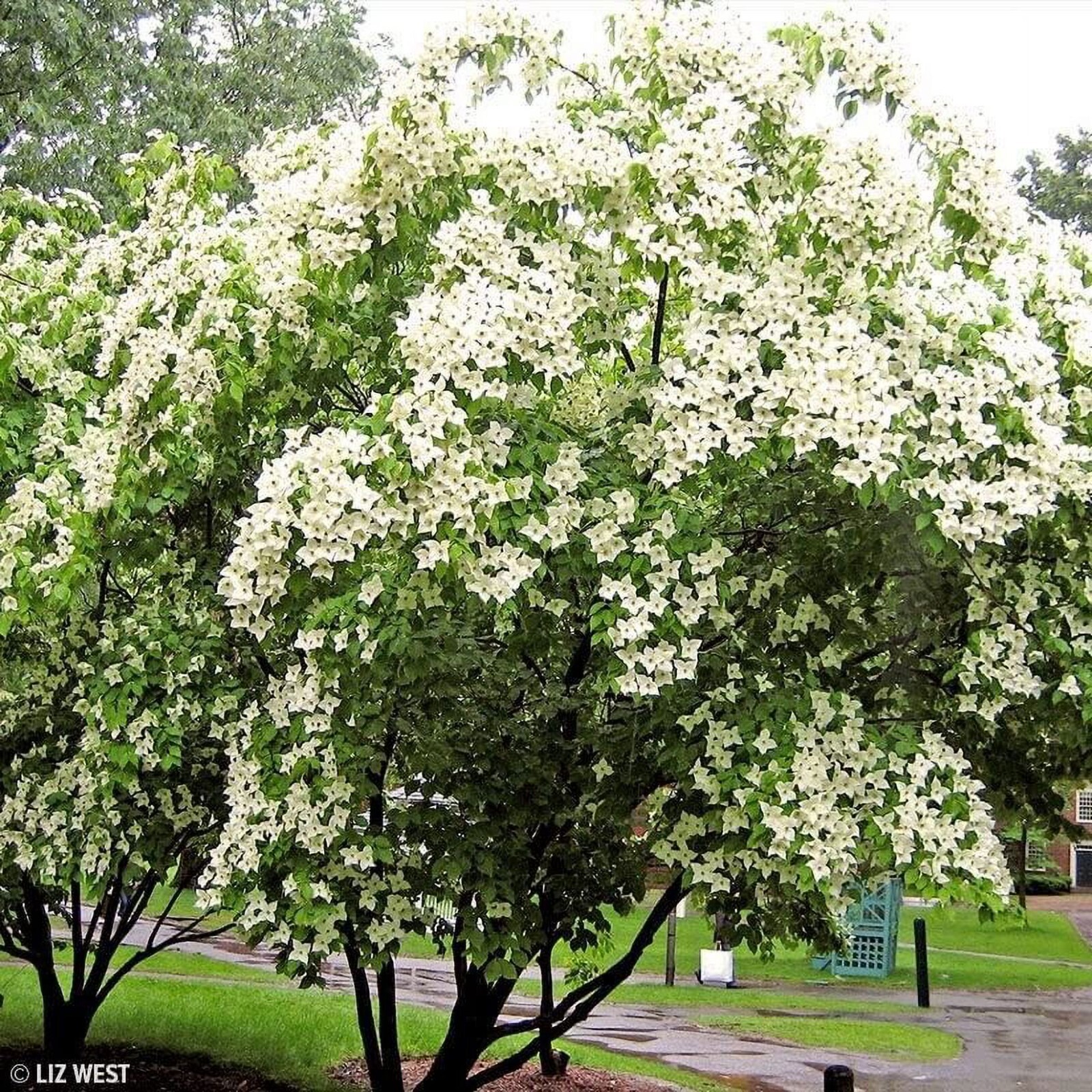 5 SEEDS Golfball Sized Fruit KOUSA DOGWOOD TREE With XL Jumbo 1.5 – 2 inch Fruit