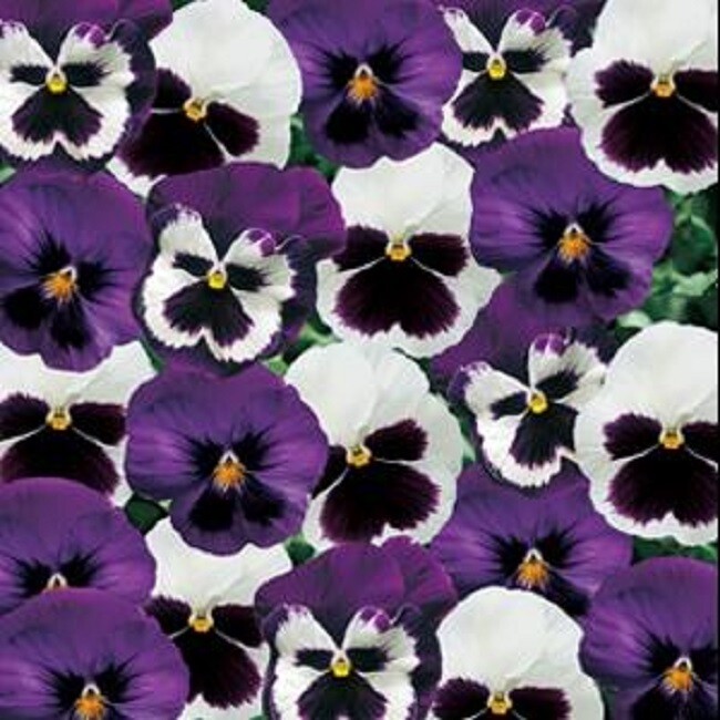 50 Pansy Seeds Majestic Giant Sea Breeze Blotch Mix Flower Seeds