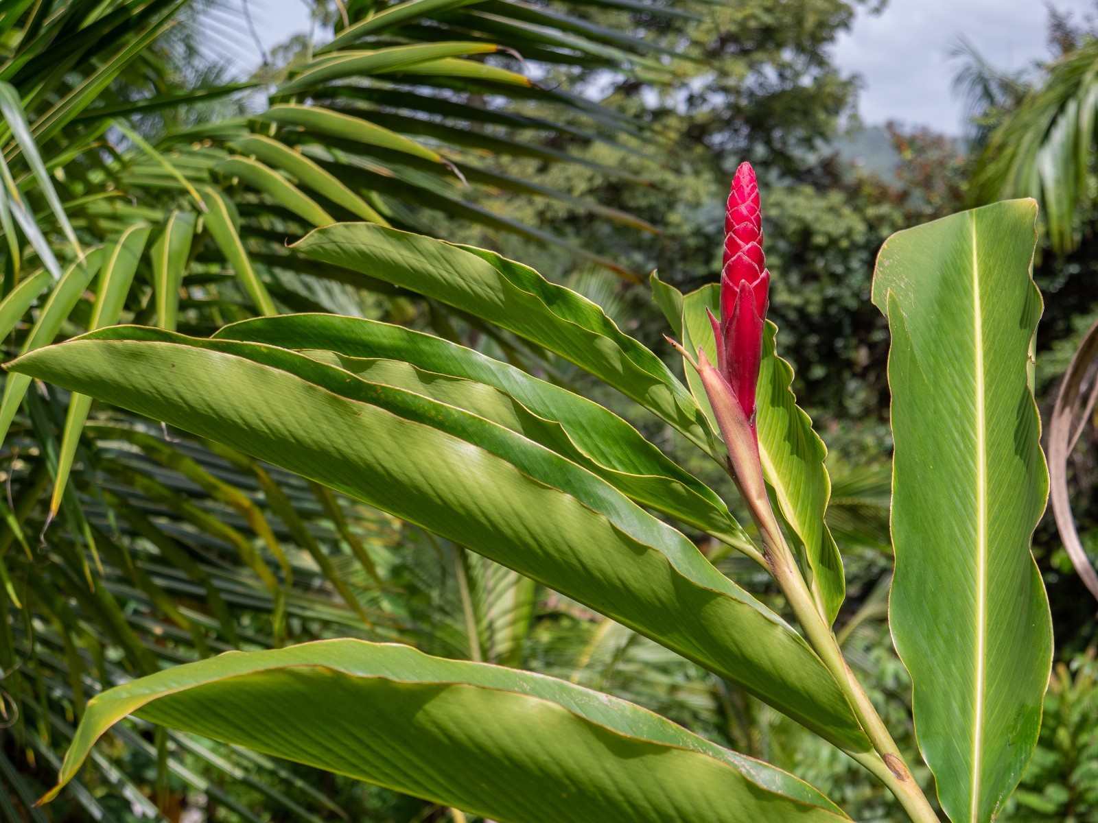Red Hawaiian Ginger Rhizome (Alpinia Purpurata) Tropical Flower Ornamental