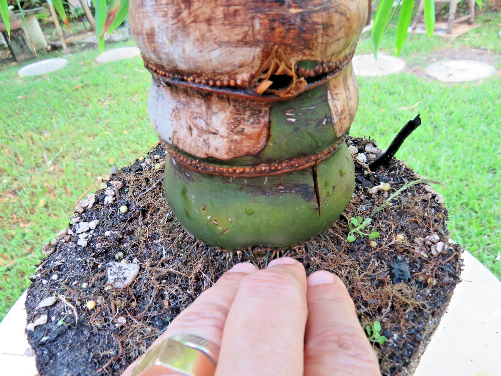 Buddha Belly Bamboo Thick trunk Bambusa ventricosa Exotic Tropical Bonsai Plant
