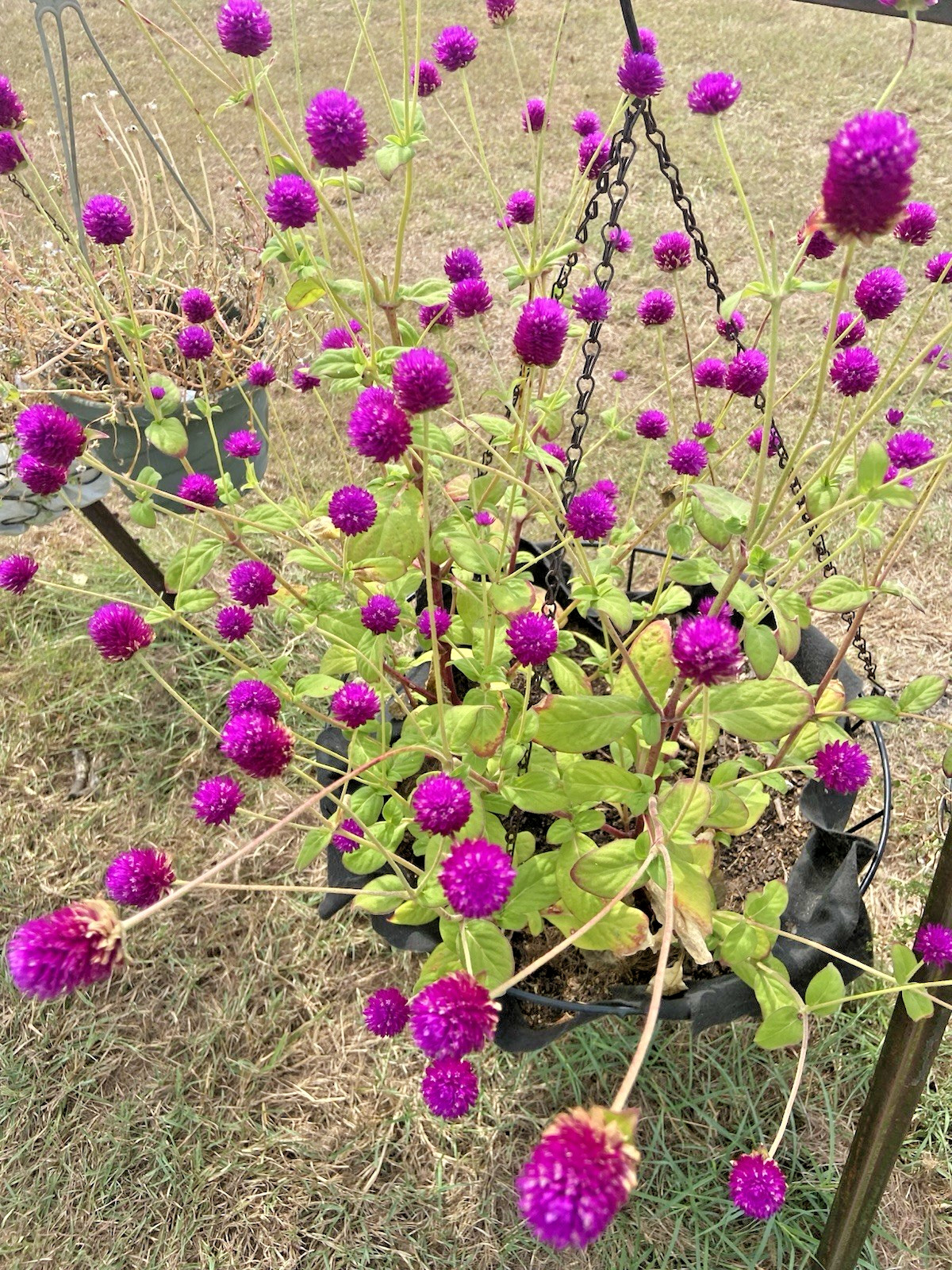 Globe Amaranth / Gomphrena / Purple – 30 Seeds / FREE Shipping