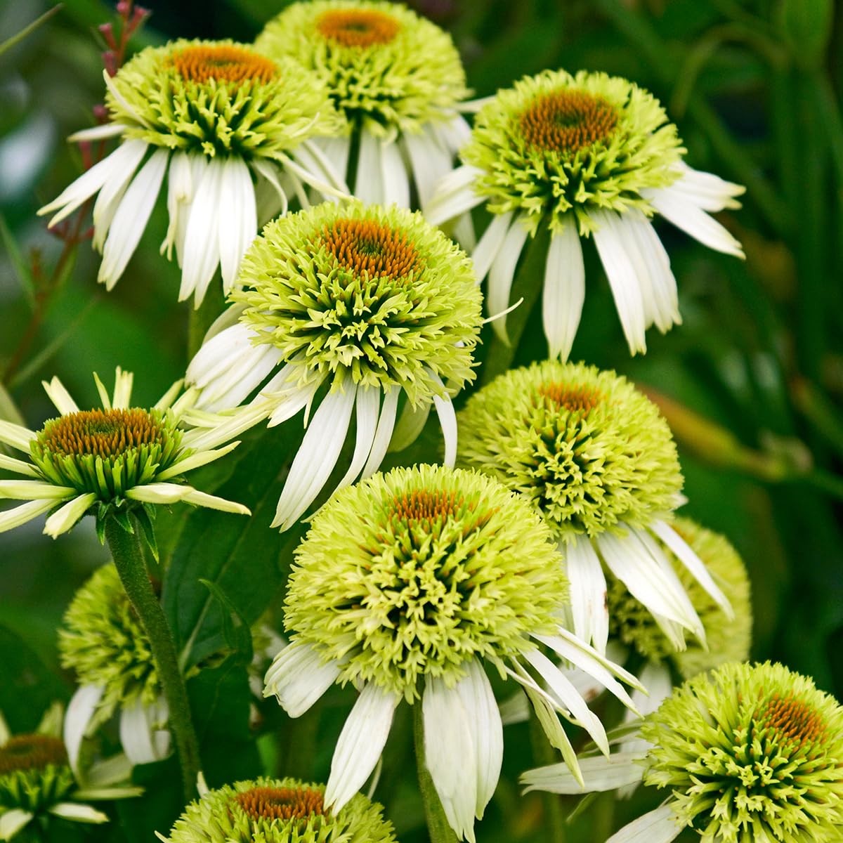 1000+ Echinacea Coneflower Seeds for Planting -Perennial Cone Flower Seeds Attra