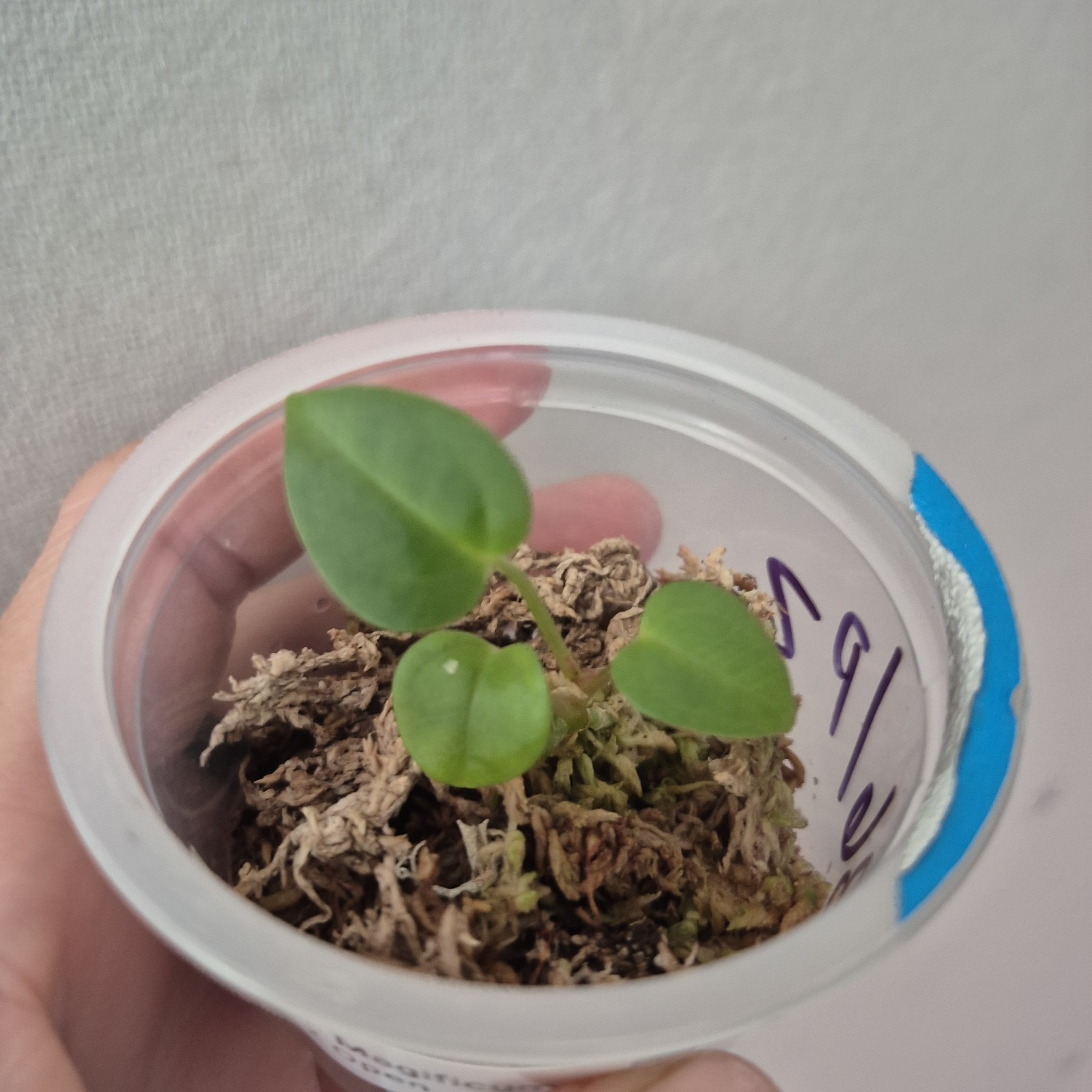 ANTHURIUM Magnificum X Open Seedling Rare