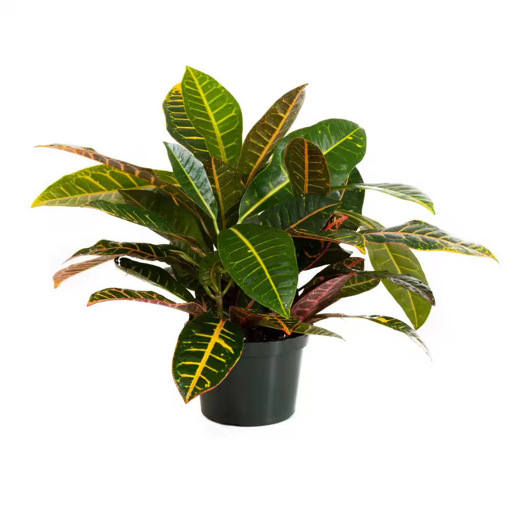 Croton Petra in 6 Inch Grower Pot