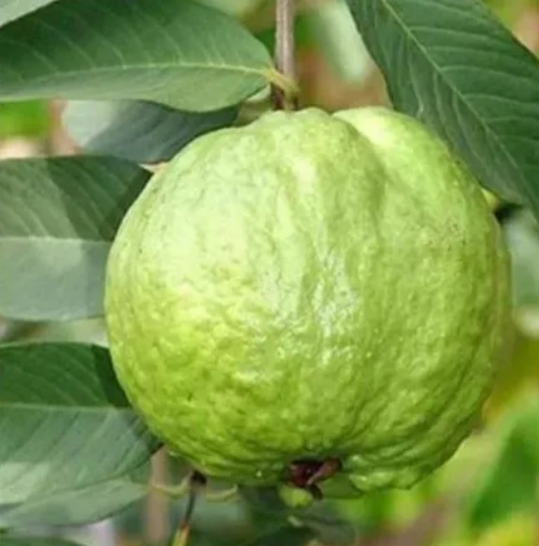 Thai Kilo White Guava Tree – Air Layered – 2-3ft – 3Gallon – Large Tropical Guav