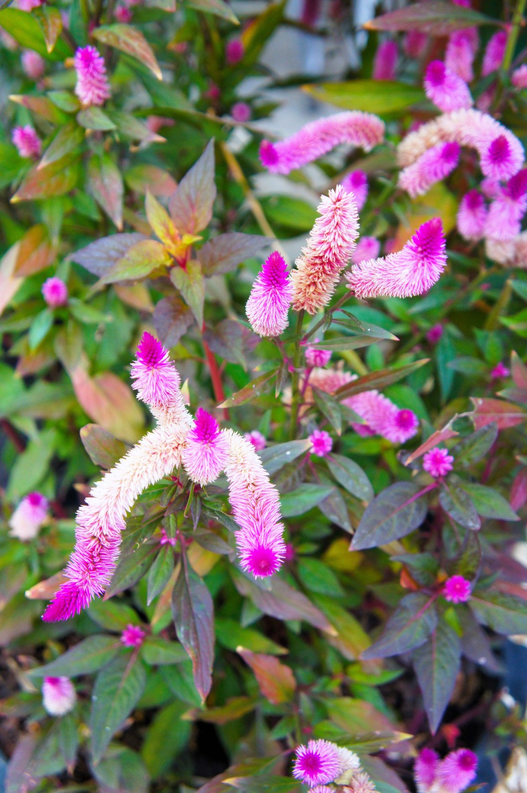 100 FLAMINGO FEATHER Wheat CELOSIA Spicata Pink & White Flower Seeds