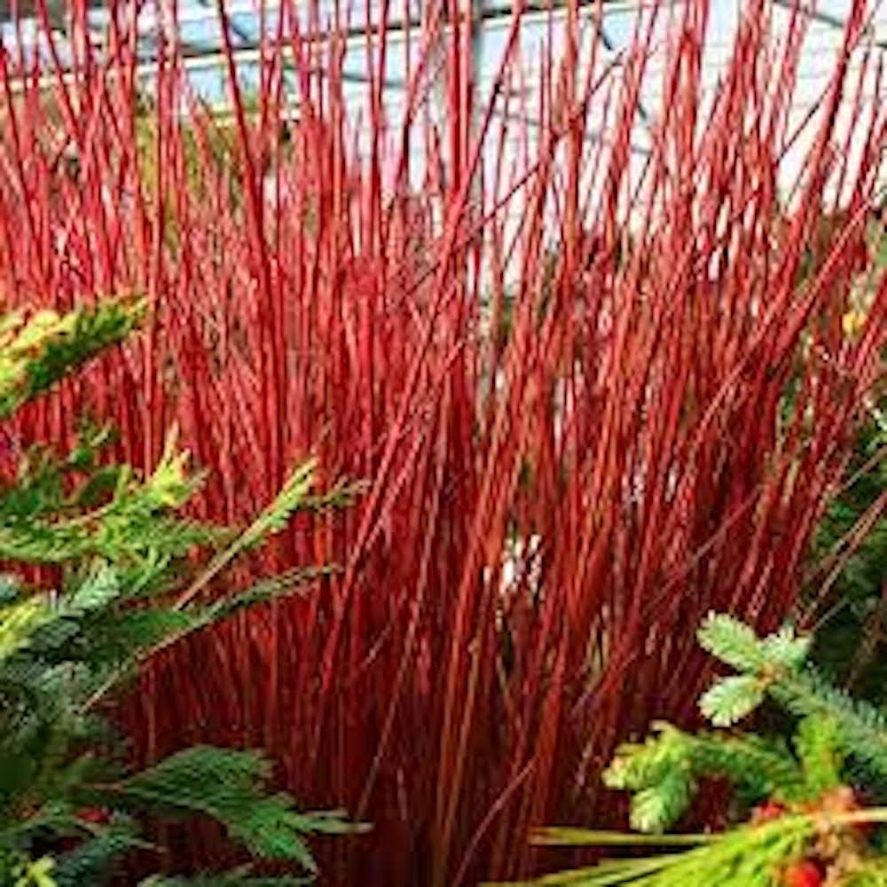 5 Red Twig Dogwood Shrub 12-24″ Tall Cornus sericea Landscape Coral Dogwood