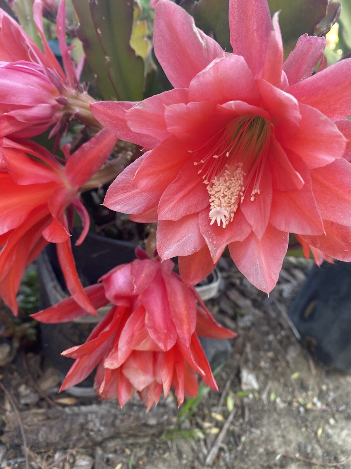 RED Orchid Cactus Epiphyllum, ‘Disocactus Ackermannii’ 3 Cuttings 4’-8’ long