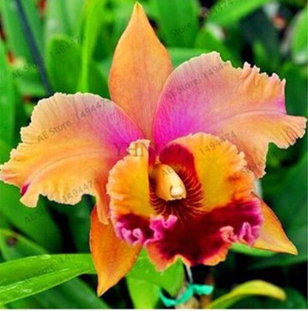 20 LILY FLOWER SEEDS rare exotic bloom blossom plant garden bush B germination
