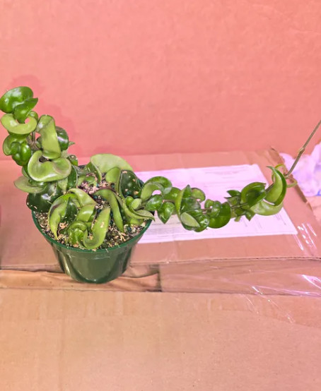 Live Hoya carnosa Compacta Green Plant – 4” Pot – Hindu Rope Plant