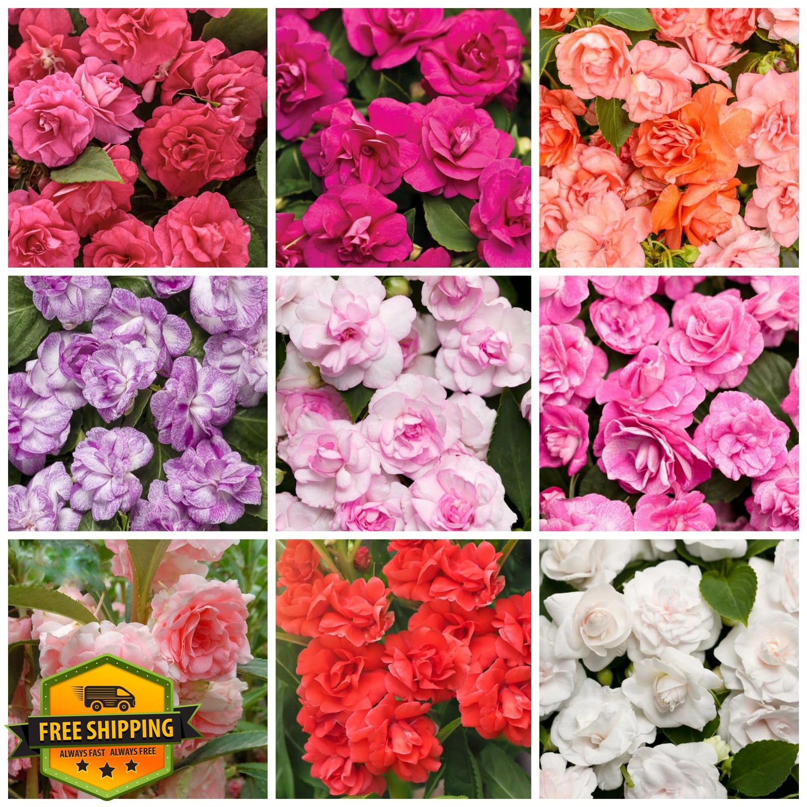 300+ Double Impatiens Seeds Mixed Camellia Balsamina Perennial Annual