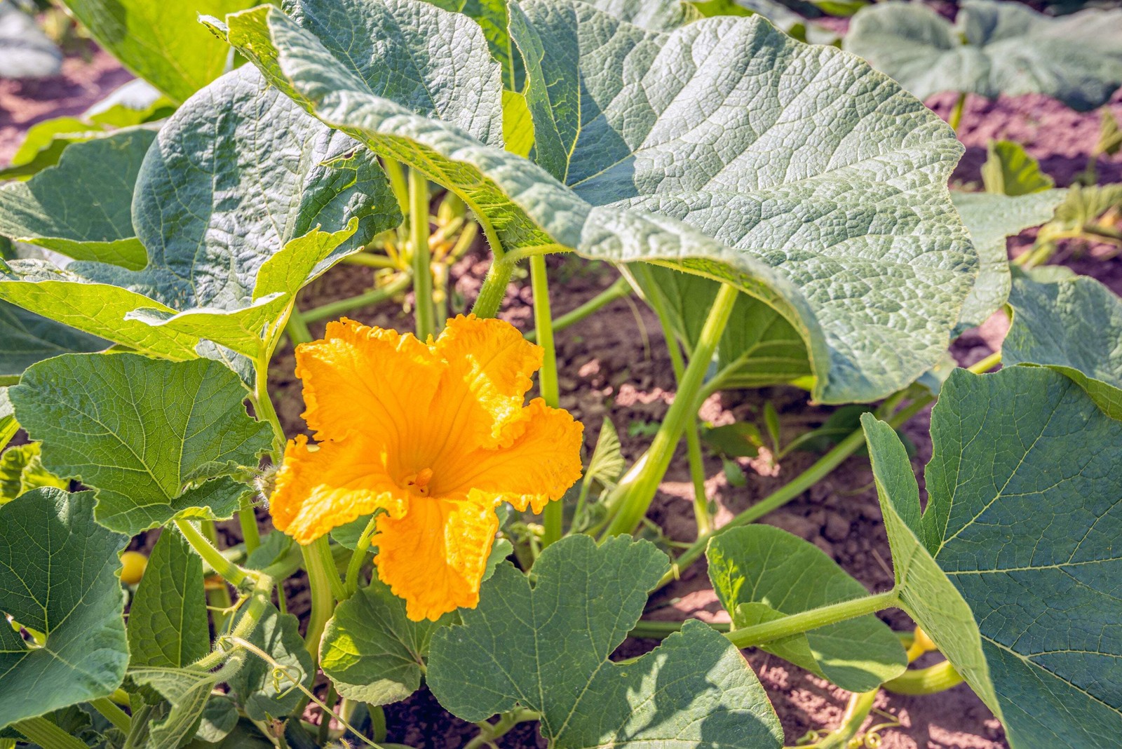 15 HEART Of GOLD Acorn SQUASH Winter Cucurbita Pepo Vegetable Seeds