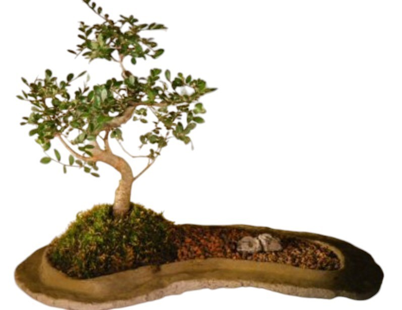 Live 7 Yr Old Chinese Elm Bonsai Tree On Rock Slab Tiered Style 14″H Ulmus