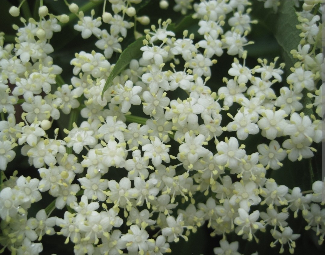 Live American Elderberry Cuttings – Sambucus Canadensis – Organic READY TO GROW
