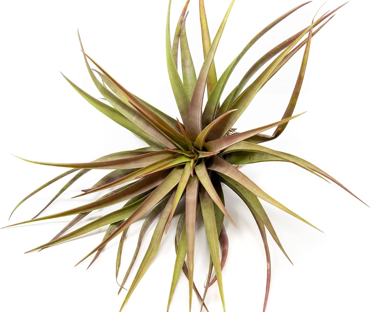 Tillandsia Novakii Air Plant – Easy Care Live Indoor Outdoor Home Decor