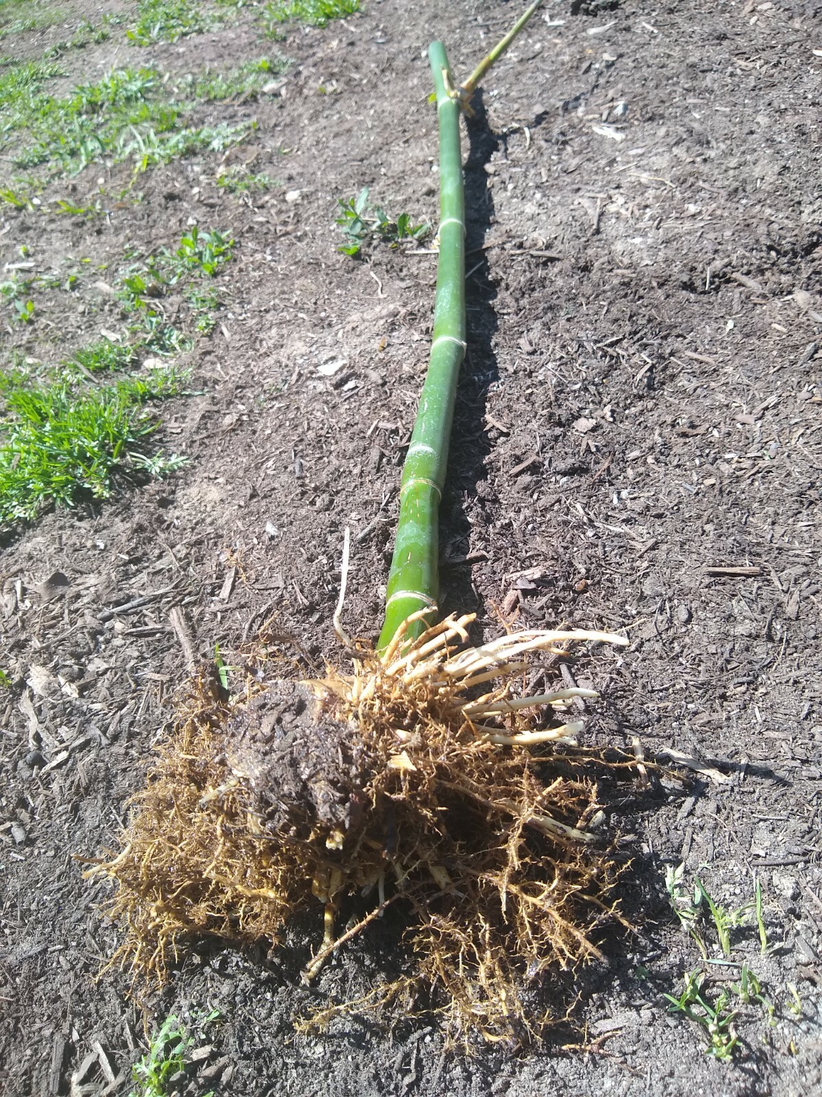 Bambusa Ventricosa*5-7 Gal. Clumping Bamboo*Non-Invasive*Privacy*Growing Season!
