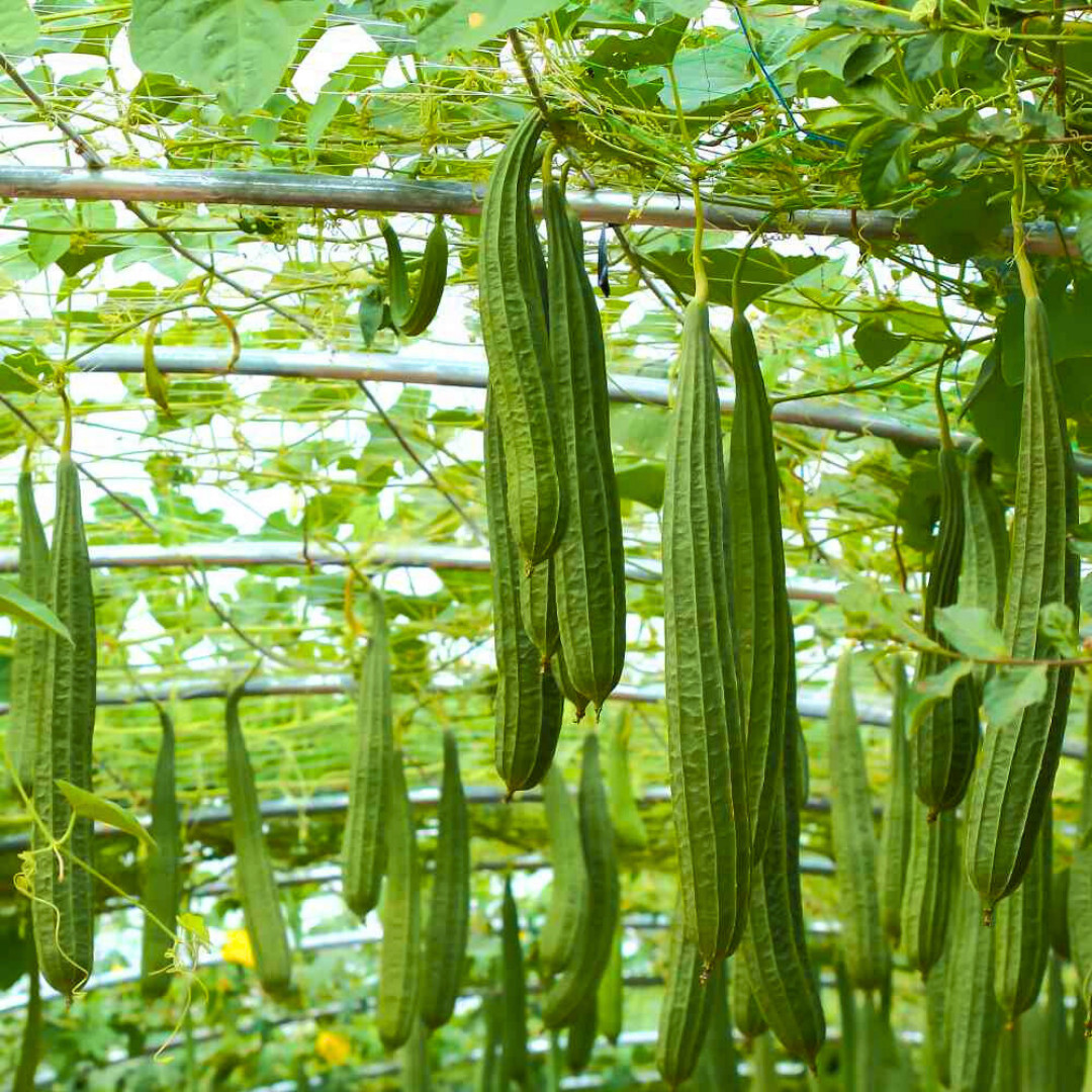Fresh Chinese Okra Seeds | 15 Seeds | Heirloom Non-GMO | Asian Vegetable Seeds