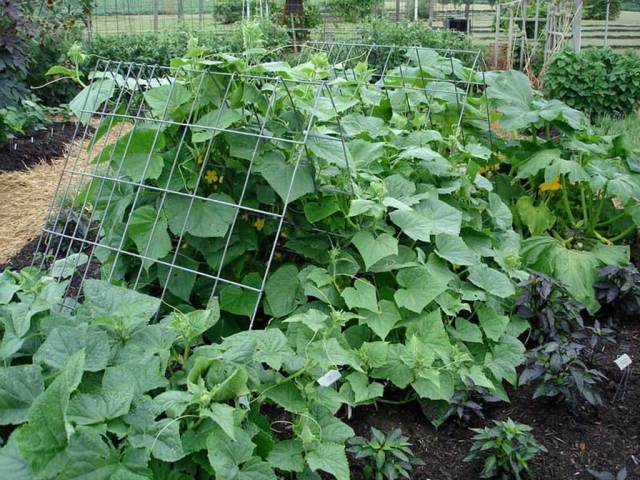 Vegetable Seed MEDIUM SURVIVAL Garden Collection 20 Types Heirloom NON-GMO