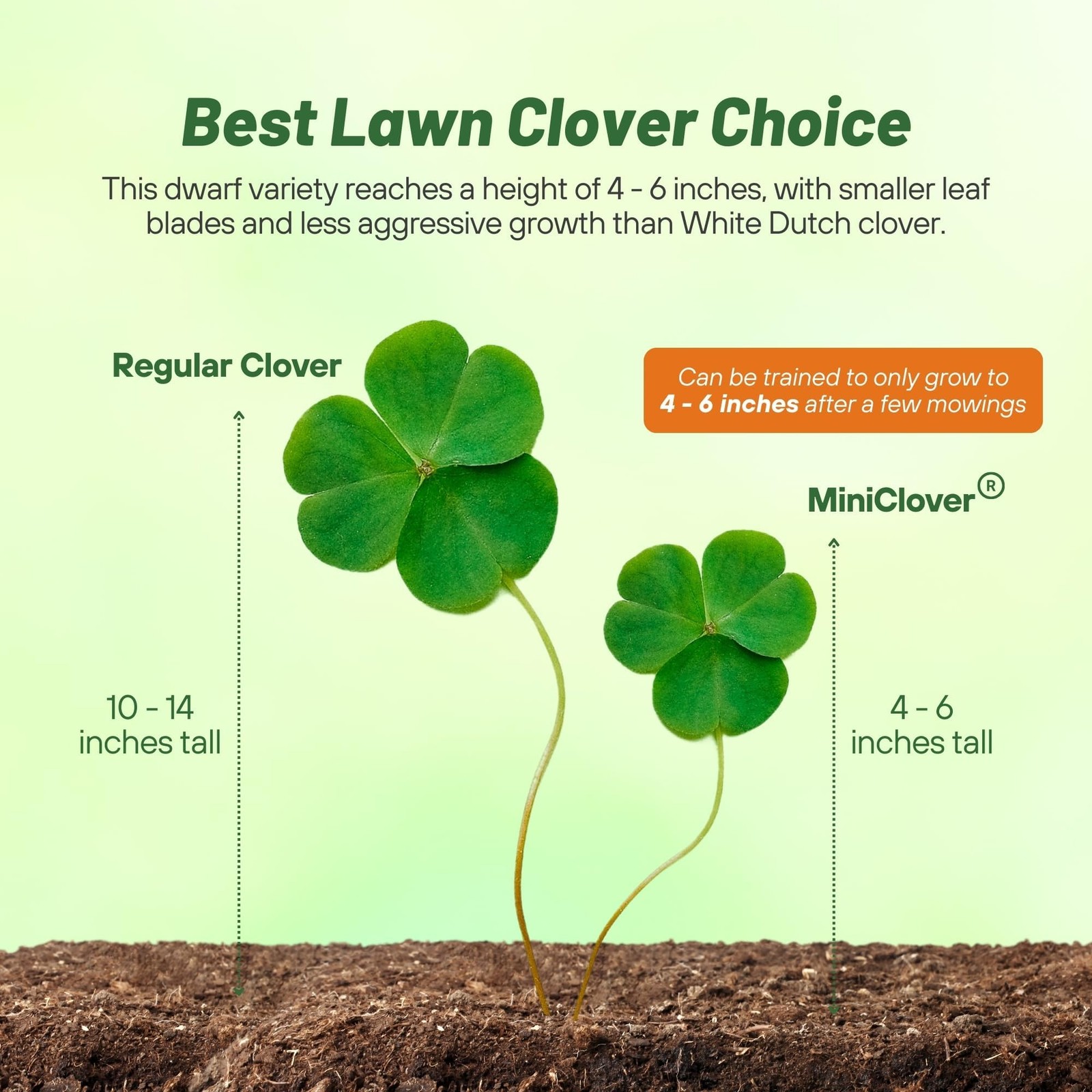 Mini Clover Seed – Drought Tolerant Ground Cover for Easy Lawn Care, 1/4 lb