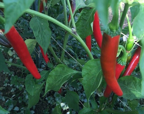 MILD HOT GIANT THAI CHILI PEPPER FRESH SEEDS (40seeds)