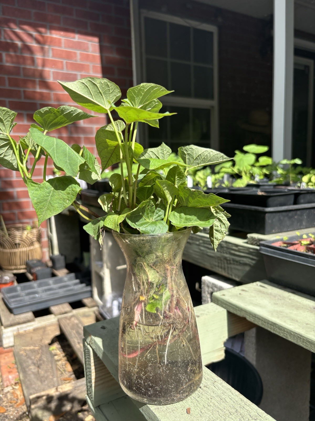 10 Purple Sweet Potato Slips Rooted Cuttings Plants Okinawa Khoai Lang Tím