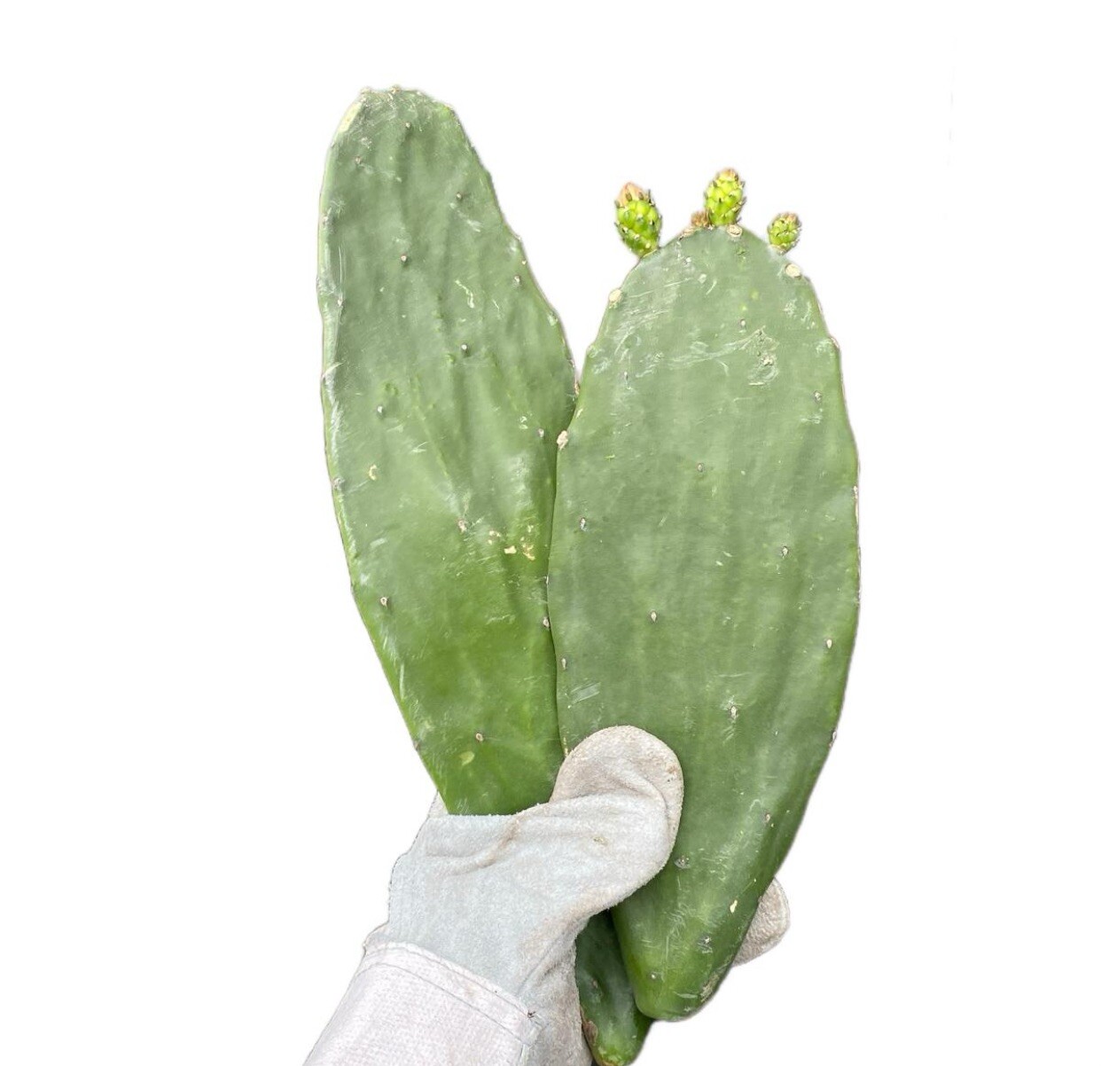 Spineless Cactus Pads 7+Lbs Reptile Food Opuntia Cochenillifera 7+Pounds