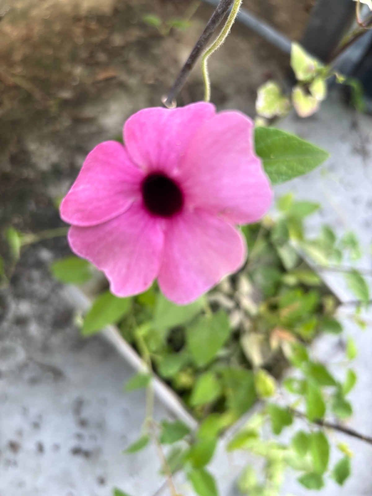 Thunbergia alata Raspberry Smoothie gallon Plant