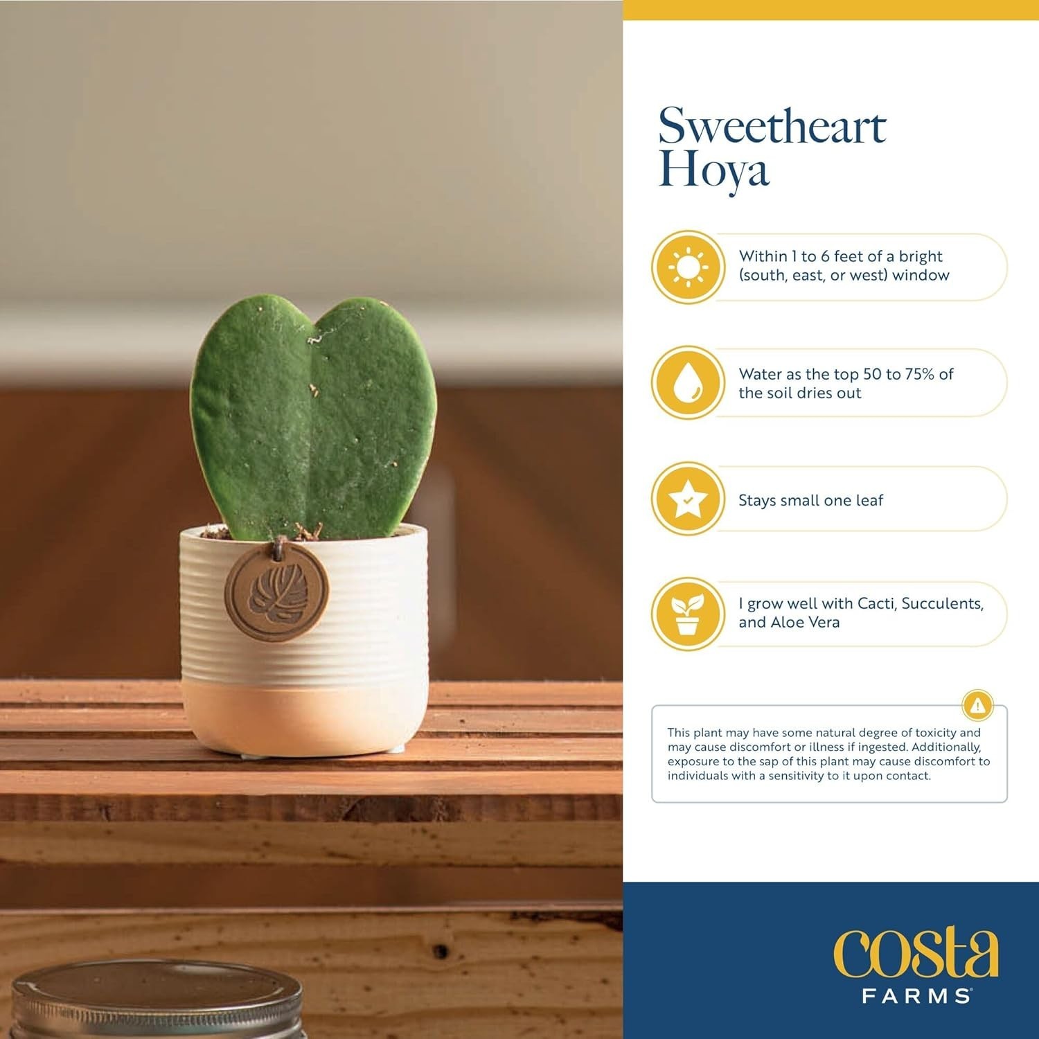 Indoor Hoya Heart Plant, Ideal Symbol of Love and Friendship*#-~