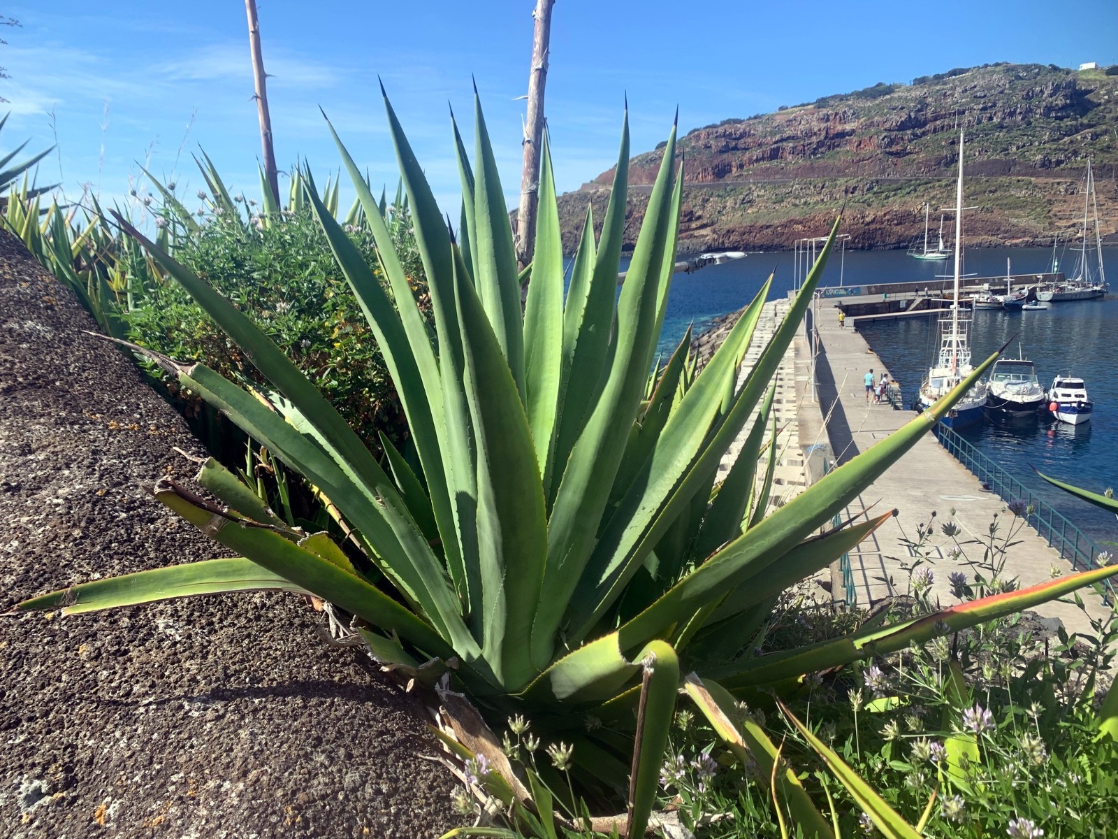 (Agave sisalana) Seeds Rare “Century Plant” Exotic Succulent “Sisal” Cactus Tree