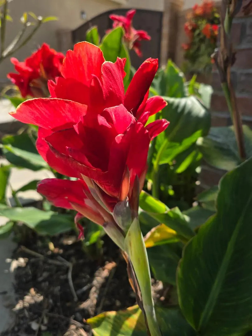 Red Canna Lily ‘President’ Rhizomes – Striking Tropical Blooms – 4-Rhizomes