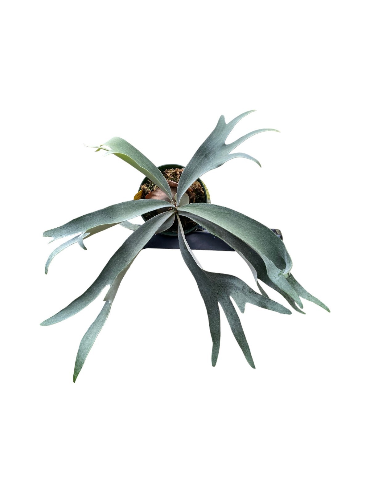 Platycerium willinckii ‘Pedro Tatsuta’