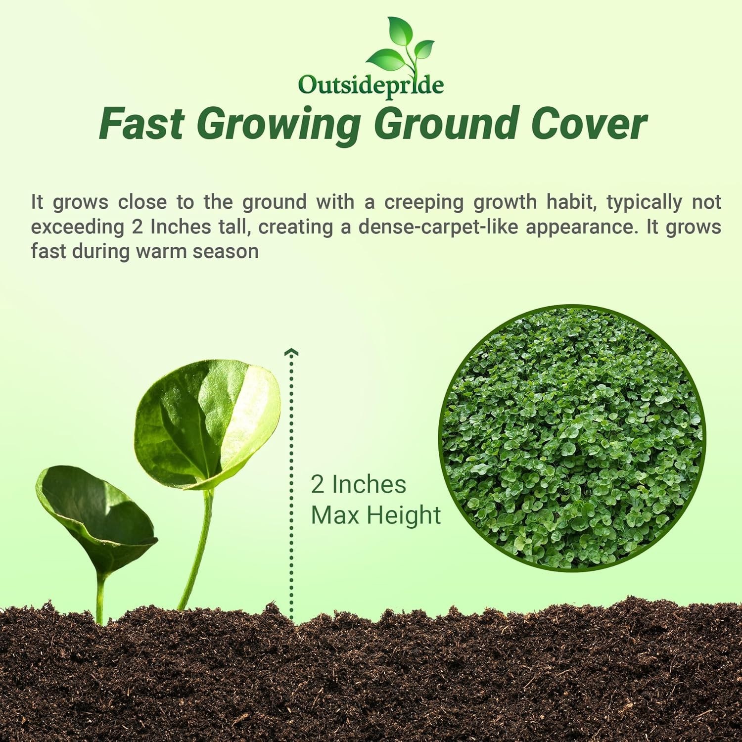 Drought-Tolerant Dichondra Seeds – Sun & Shade Ground Cover