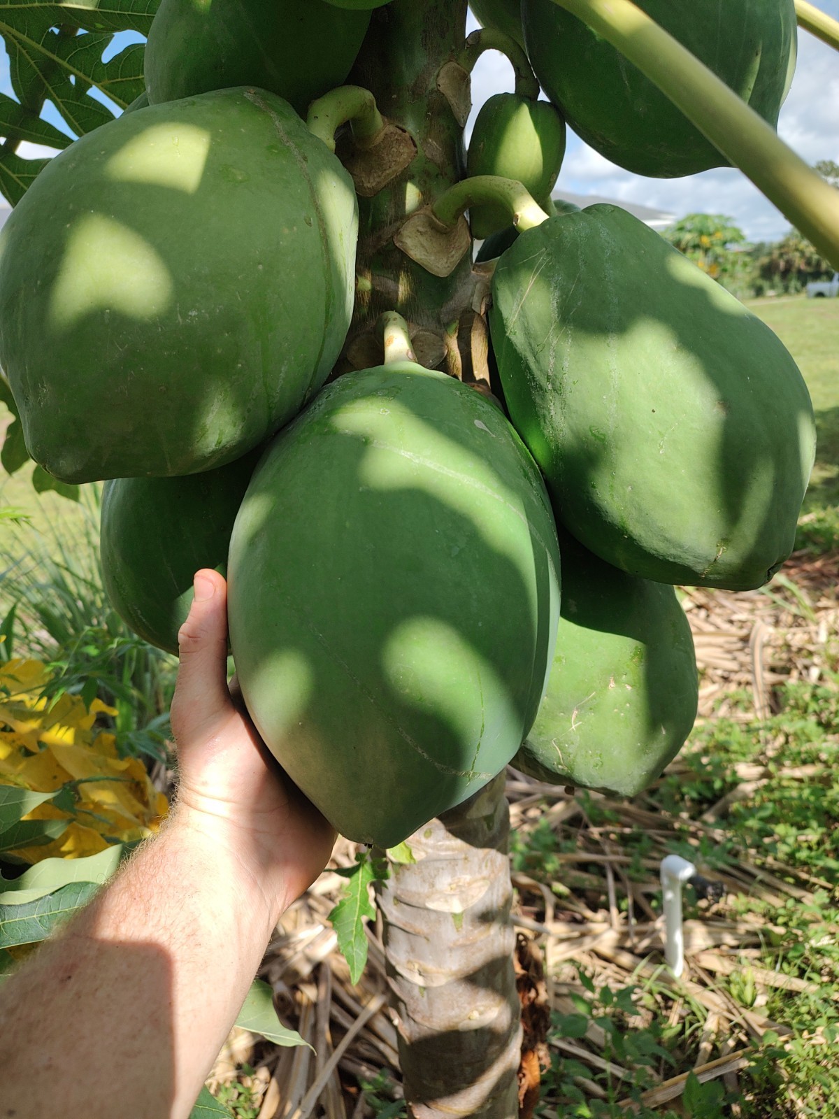 Papaya Tree 4 Inch Cell 100% Organic Free Shipping USA