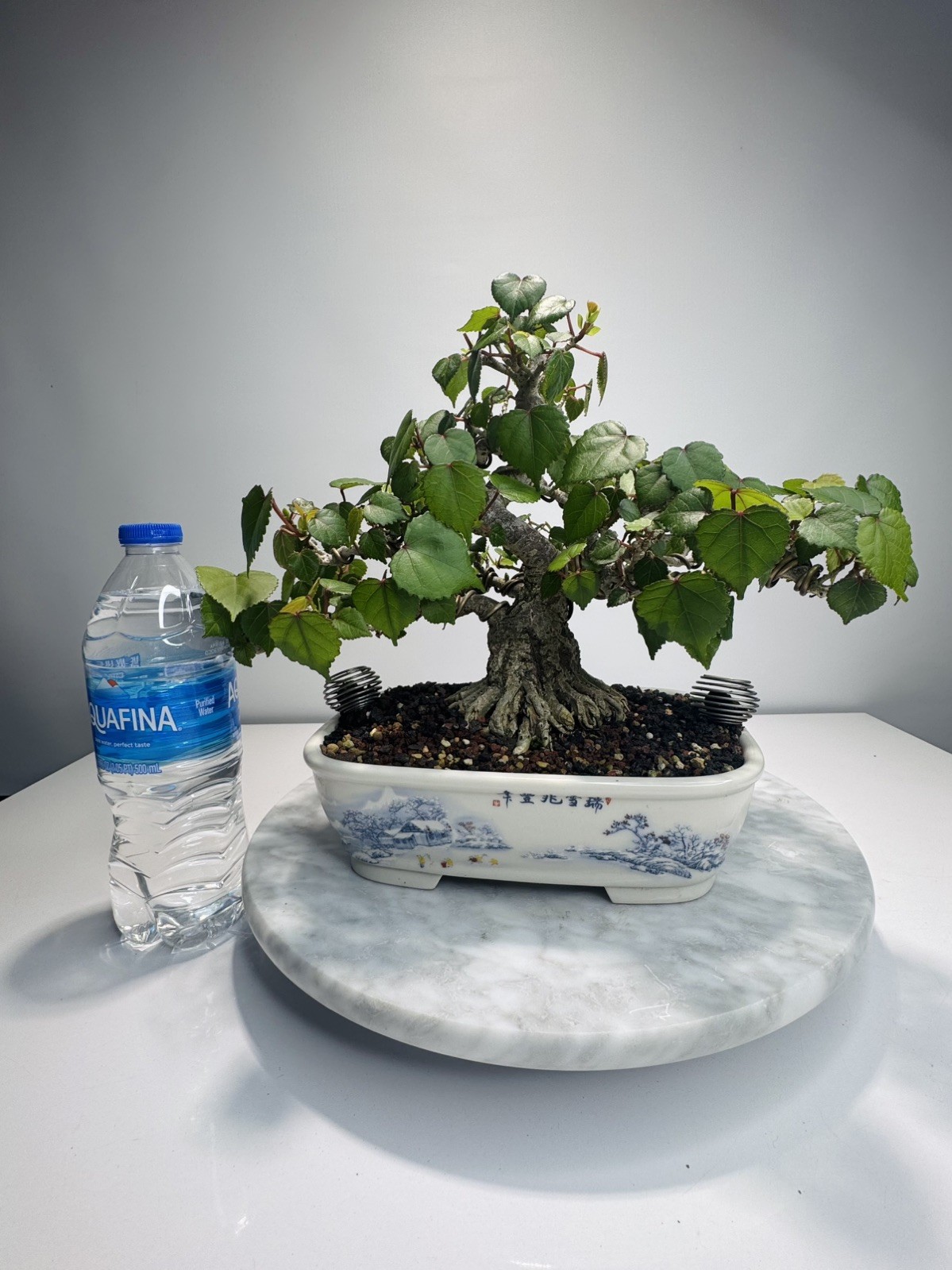 Red Stem Sea Hibiscus Bonsai (Waru)
