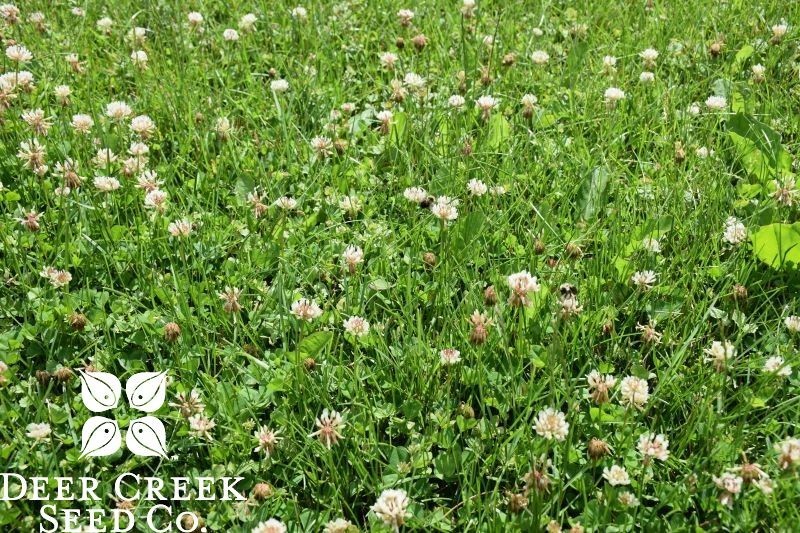Deer Creek Seed Co. Dutch white clover seed (Pre-inoculated & Coated)