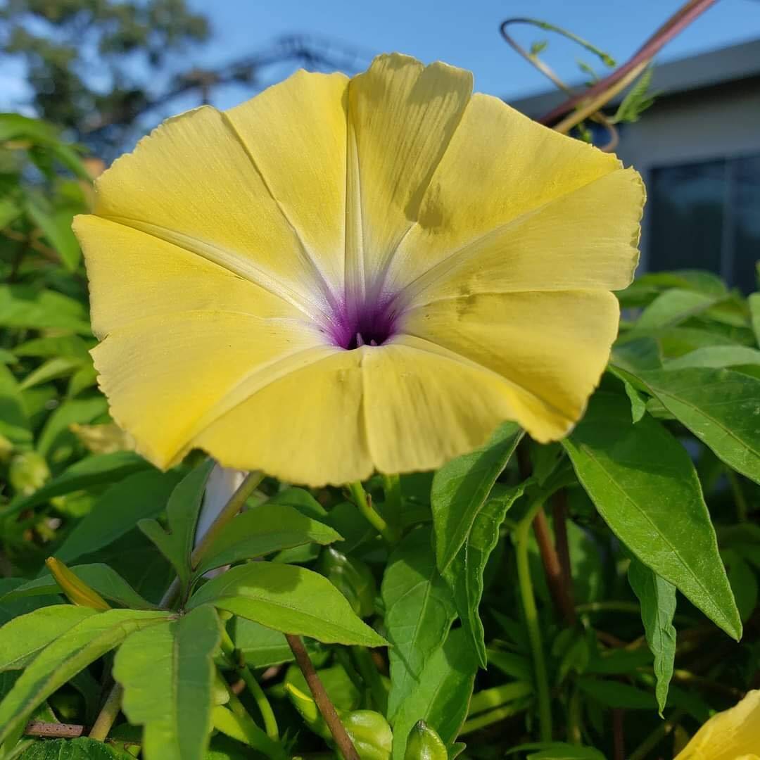 Ipomoea tuberculata | RARE | Yellow Morning Glory | 5 SEEDS
